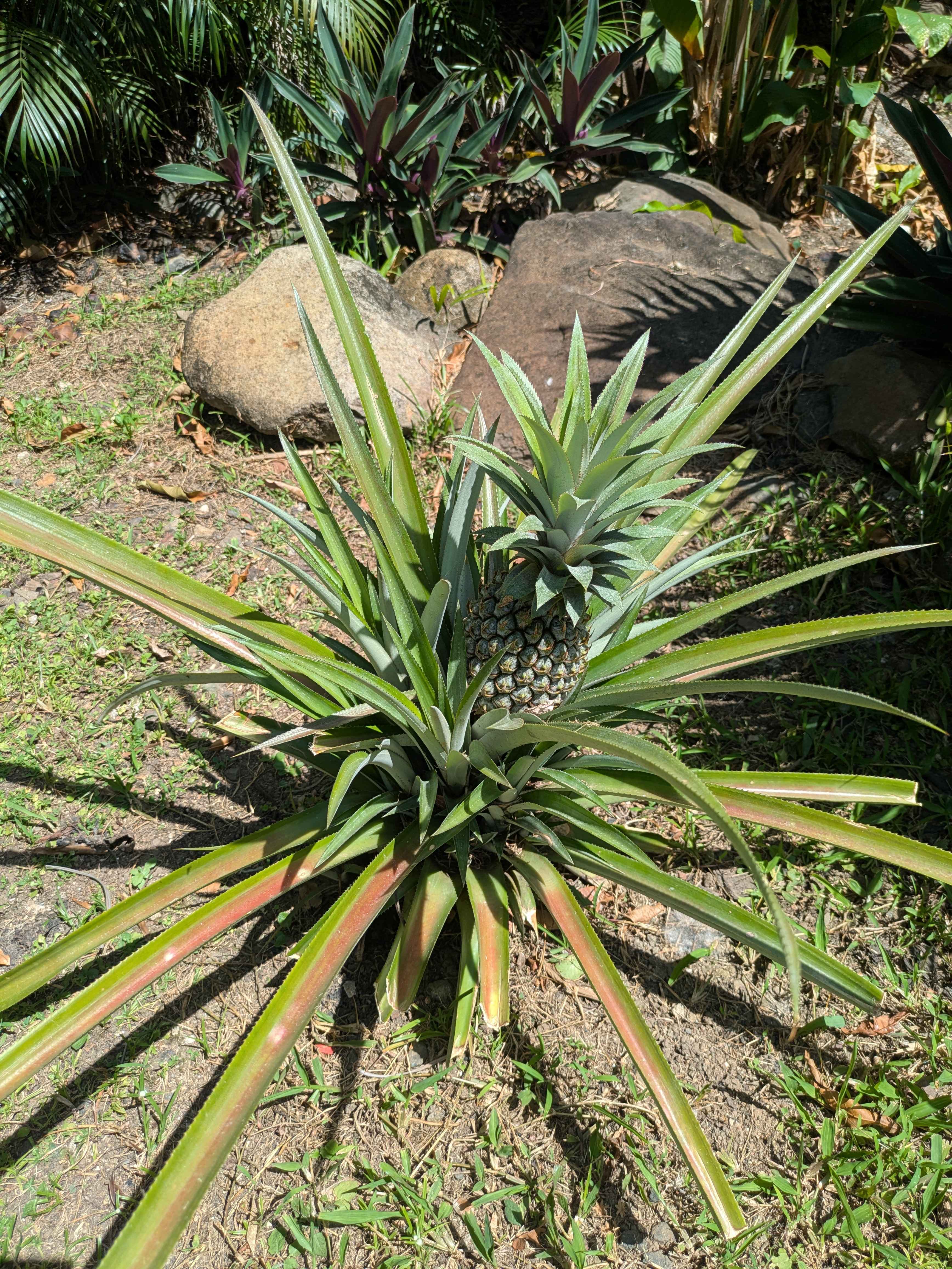 Ananas du jardin