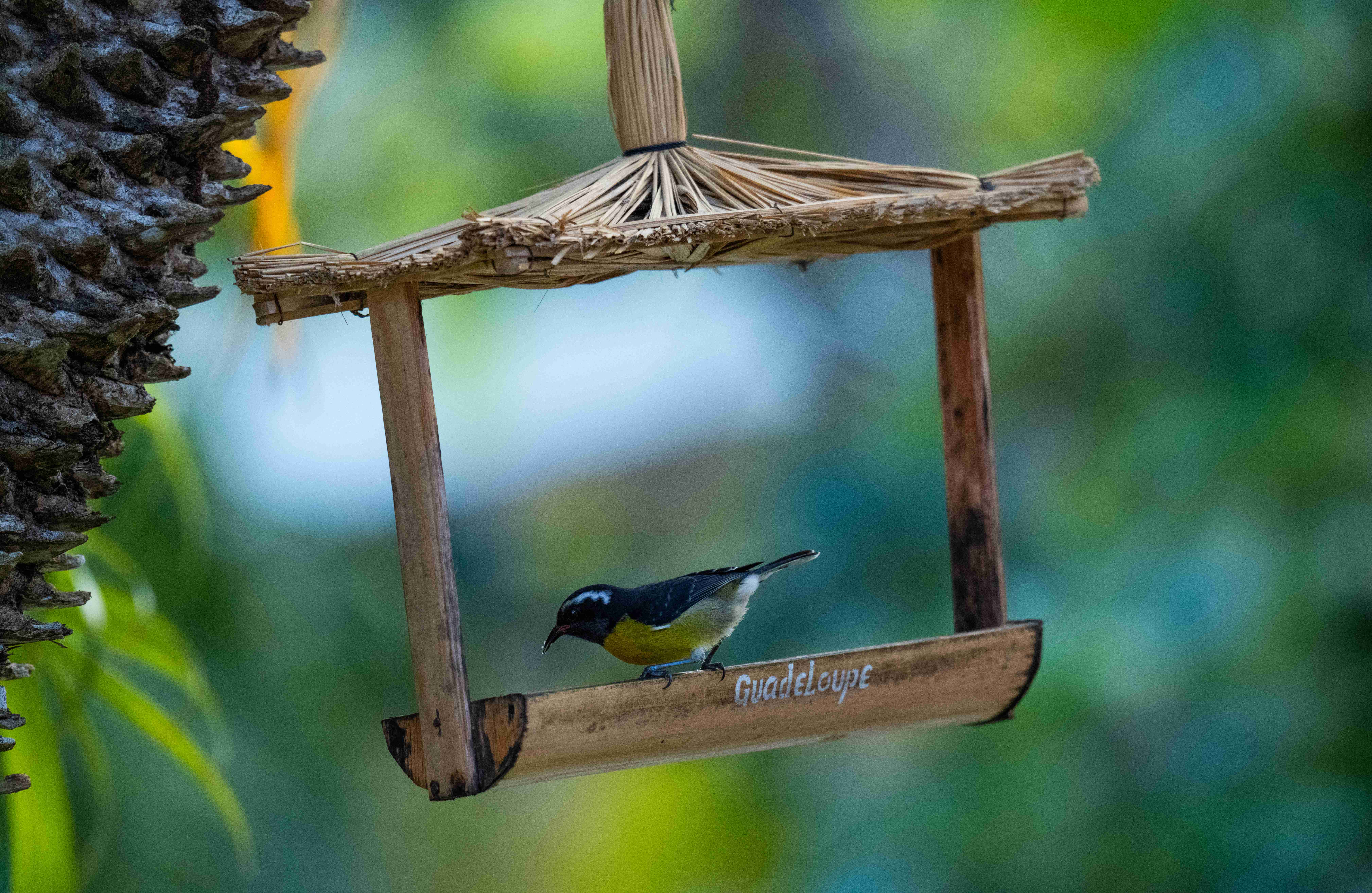 Vous pourrez souvent observer les sucriers, ce sont des oiseaux typiques de la Guadeloupe