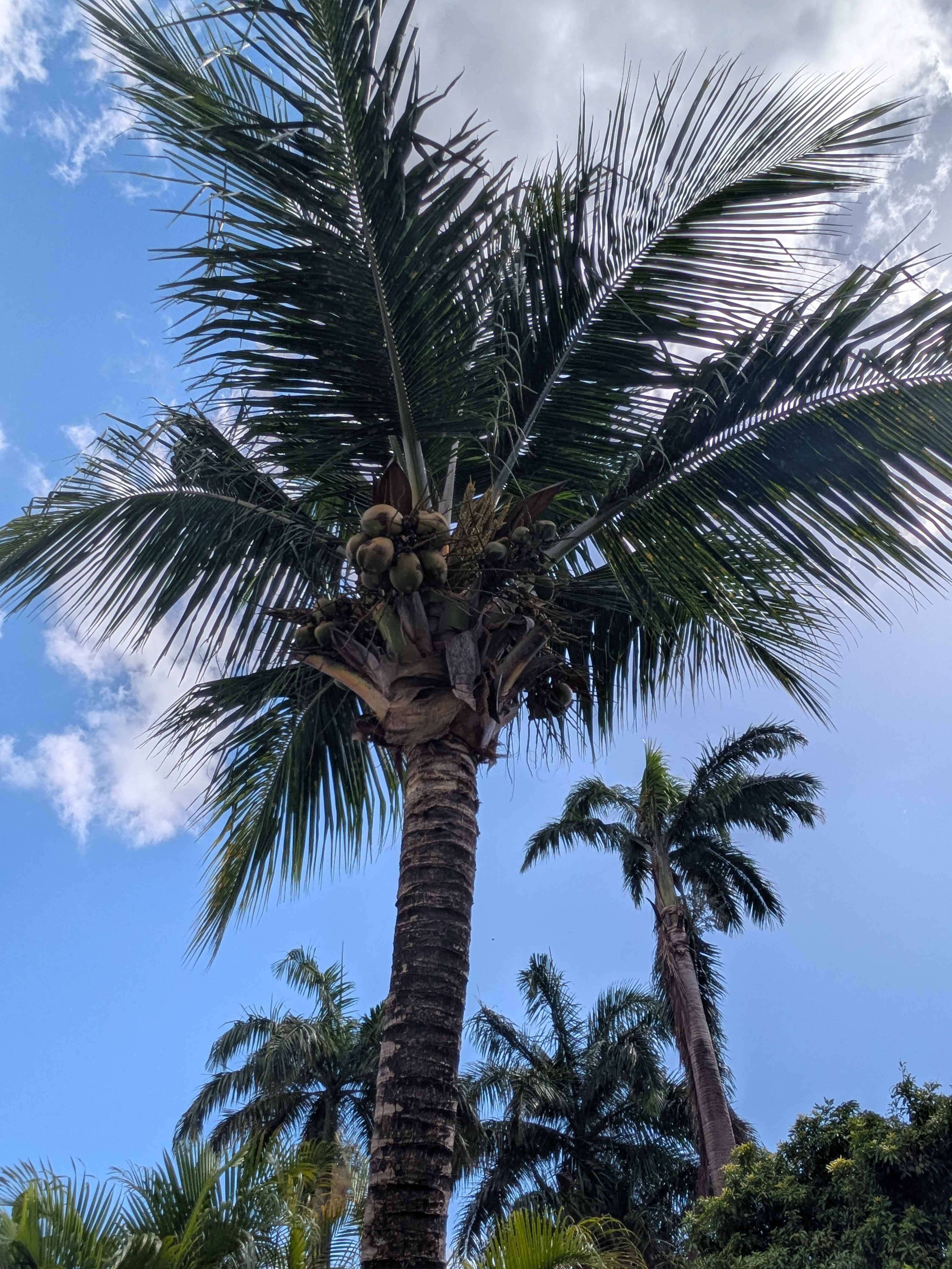 Palmier à l'entrée de la Villa